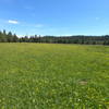 Trail Meadow on 06-02-2020 (west of North Twin Pillars Trailhead).