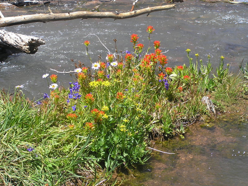 Flowers on Whychus creek along Park Meadow trail (06-27-2018)