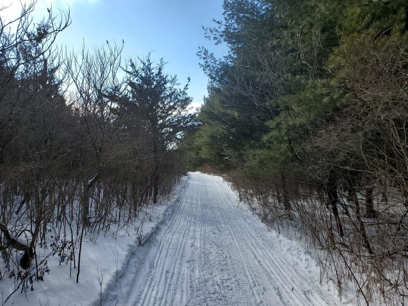 Main Lost Lake trail in winter with snowmobiling tracks.