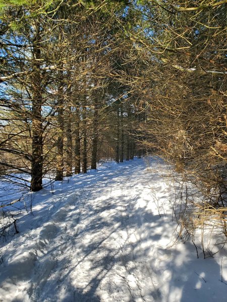 Forested Lost Lake trail in winter