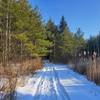 Open space before re-entering the forest.