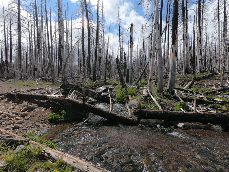 Intersection with Metolius-Windigo (07-02-2019). First 2 miles are through burned out forest like this.