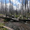 Intersection with Metolius-Windigo (07-02-2019). First 2 miles are through burned out forest like this.