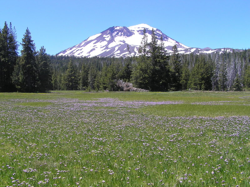 South Sister from Park Meadow