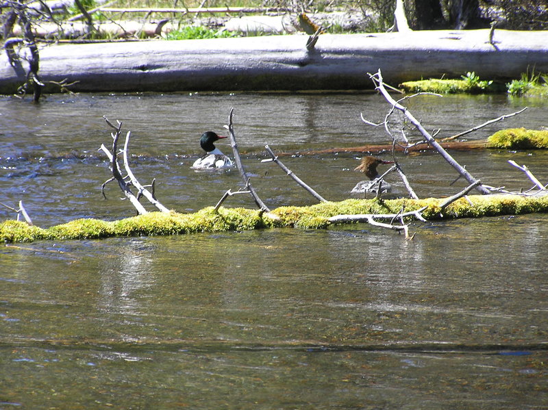 Ducks swimming in Falls River (05-08-2017)