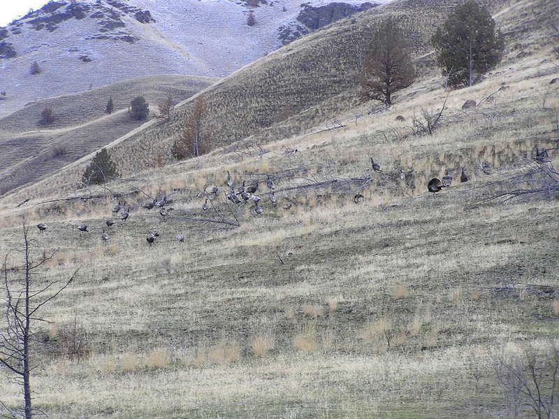 Flock of turkeys along northern entrance to Spring Basin. (01-02-2019)
