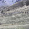 Flock of turkeys along northern entrance to Spring Basin. (01-02-2019)