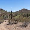 Typical Saguaro forest along the Ironwood Trail.