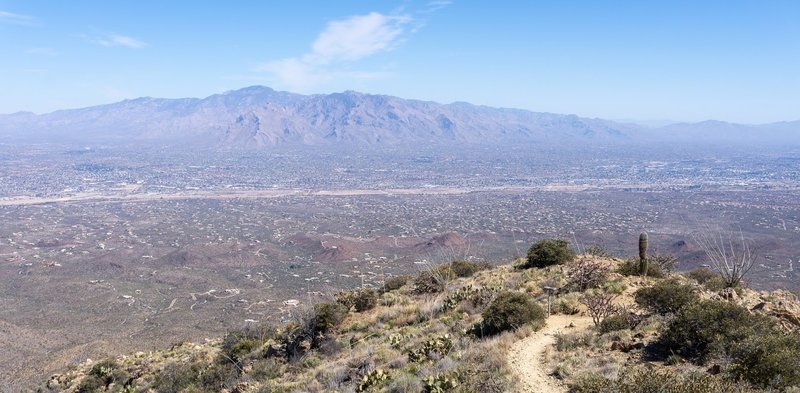 The Santa Catalinas from the summit of Wasson Peak.