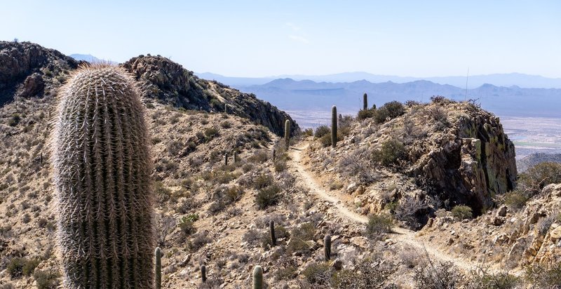 Looking down the final stretch of trail to Wasson Peak.