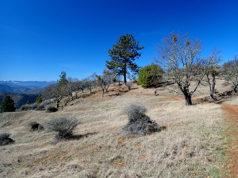 Late winter meadows along the ridge top.