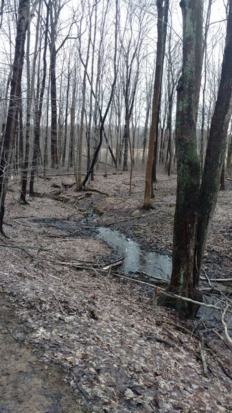 Woods of the Black Bear Trail