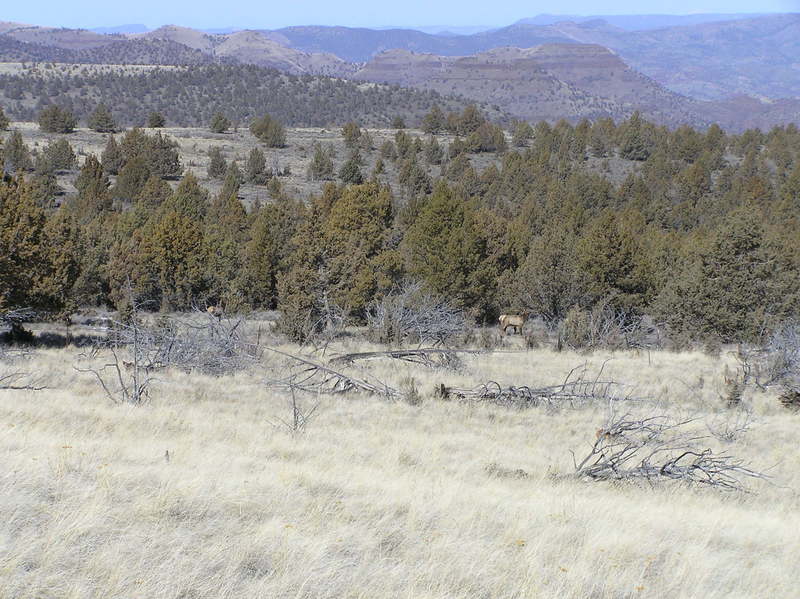 Elk along Sutton Mountain trail (03-03-2021)