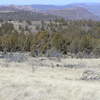 Elk along Sutton Mountain trail (03-03-2021)