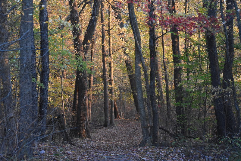 Entrance to the woods