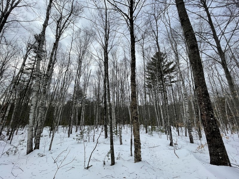 White birch grove along Dot Banks Nature Trail.