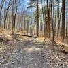 Fallen tree along the Walter Taitt Trail.