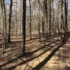 Start of the trail through the pines.