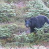 Hungry black bear