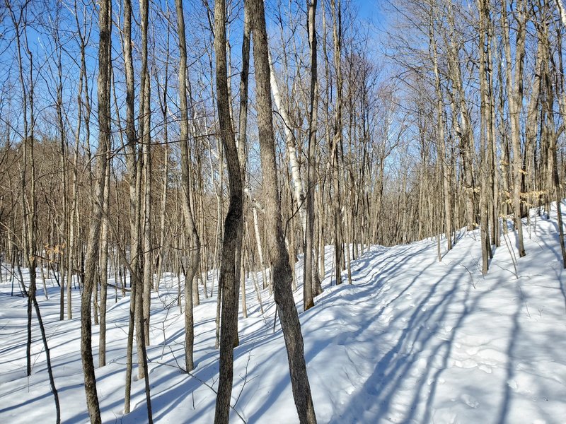 Forested trail in late winter.