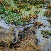 One of many small adolescent gators we seen on our visit.