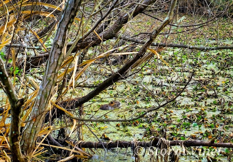 Captured a Nutria Rat while it was bathing. Couldn't get a great shot due to people stopping and looking but it still came out ok.