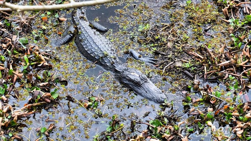 This was the biggest gator we seen this time around. Hopefully sometime in spring they'll be more.