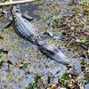 This was the biggest gator we seen this time around. Hopefully sometime in spring they'll be more.