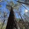 One of a few massive Loblolly Pines spared from logging. See if you can spot this one on the trail. The Twin Sisters.