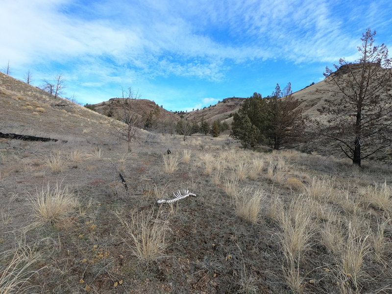 In one of Spring Basin's canyons looking up (northeast) at saddle near Horse Mountain (02-04-2021)