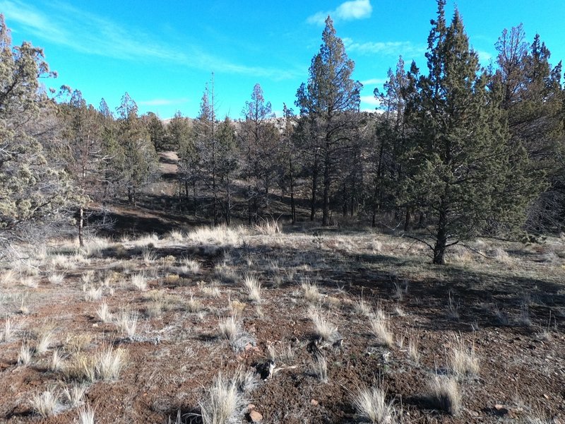 Part of the largest juniper grove in Spring Basin. An intermittent creek sometimes appears in spring (02-04-2021)