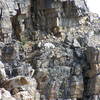 Mountain goat relaxing on a cliffs edge below summit (08-19-2005)