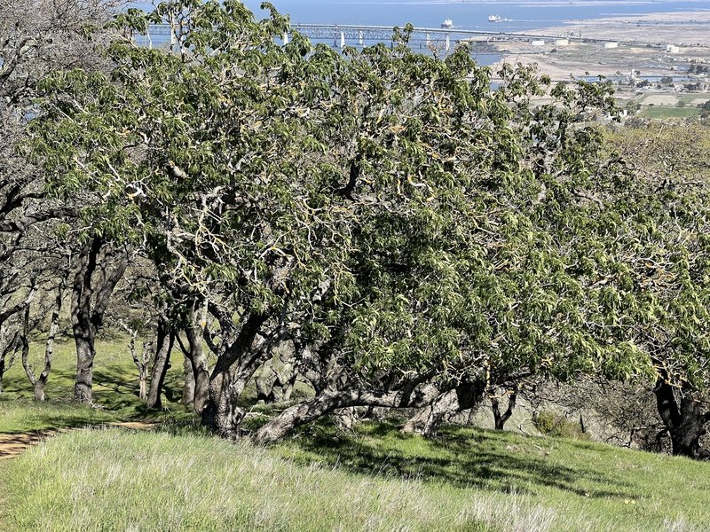 Benicia bridge and oak trees