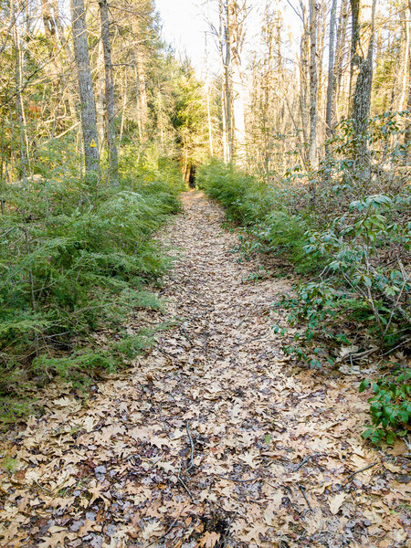 A view down the trail