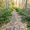 A view down the trail