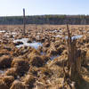 Wetland