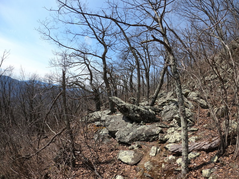 Devil's Knob Trail