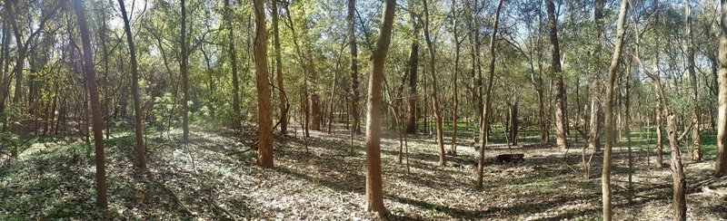 Wooded river bottom land.