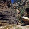 In the canyon of the North Fork of the Virgin River.