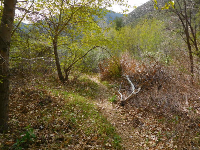 Cottonwood trees along Trail Canyon Trail.