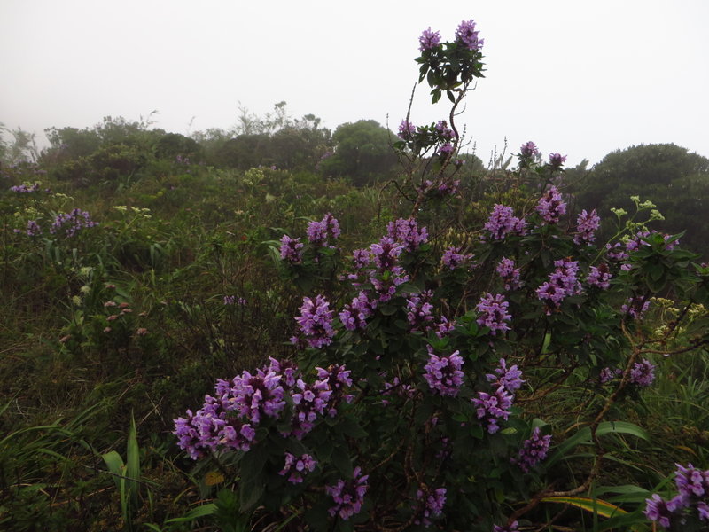 High altitudes Atlantic Forest flora