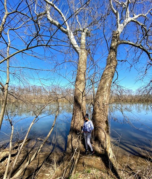 Standing against twin trees on the Potomac River