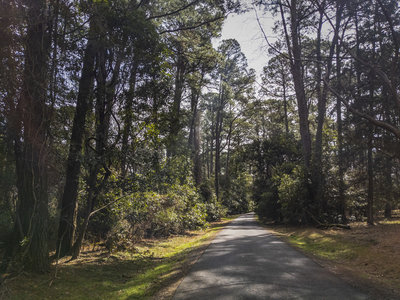Asphalt surface among the trees.