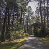 Asphalt surface among the trees.