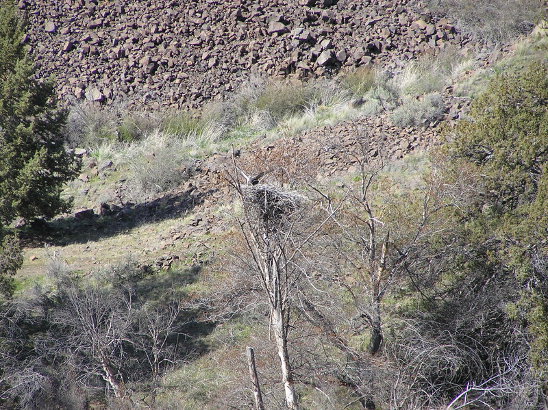 Osprey in nest on island in Deschutes River (03-26-2021)