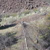 Osprey in nest on island in Deschutes River (03-26-2021)