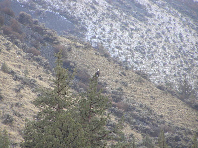 Bald eagle perched in tree along Deschutes River (01-10-2019).