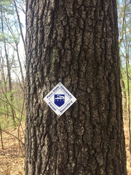 Penn State Forest boundary marker.