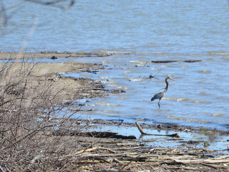 Great blue heron