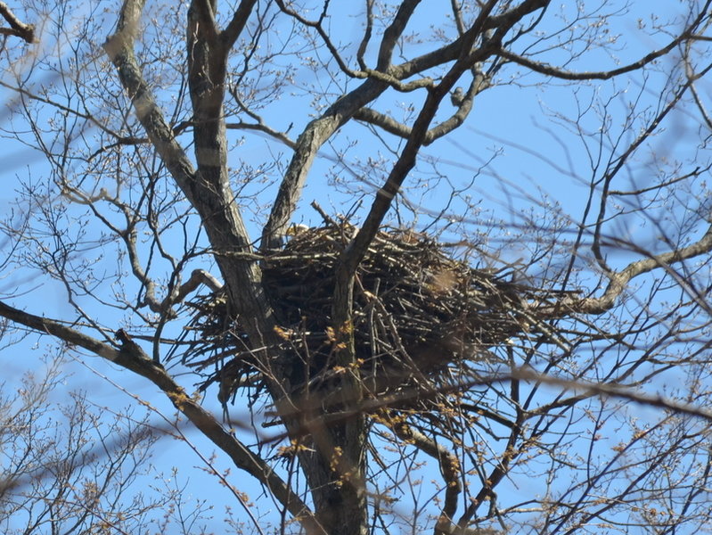 Bald Eagle playing hide-n-seek